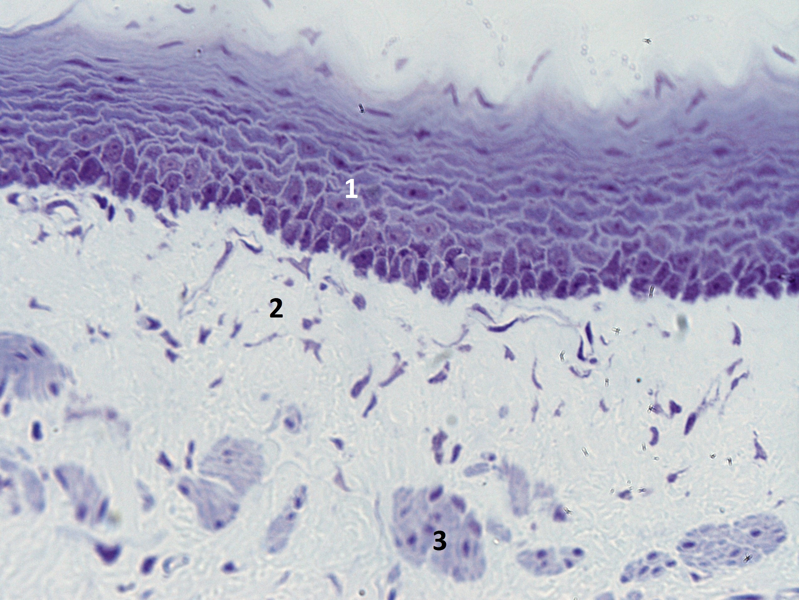 Traquéia cartilagem hialina40xcortado e legendado – Histologia Interativa