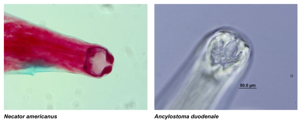 ANCILOSTOMÍDEOS – Atlas de Parasitologia