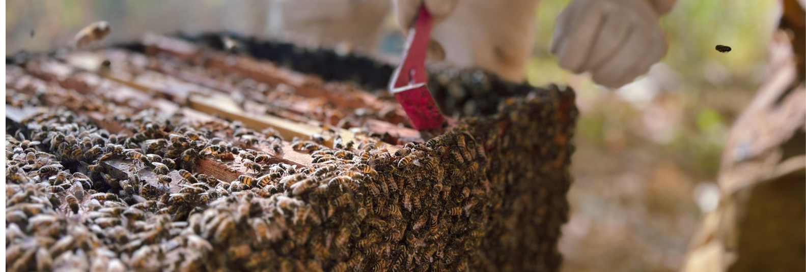 página inicial (17)