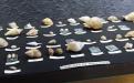 Coleção didática - Museu da História Natural