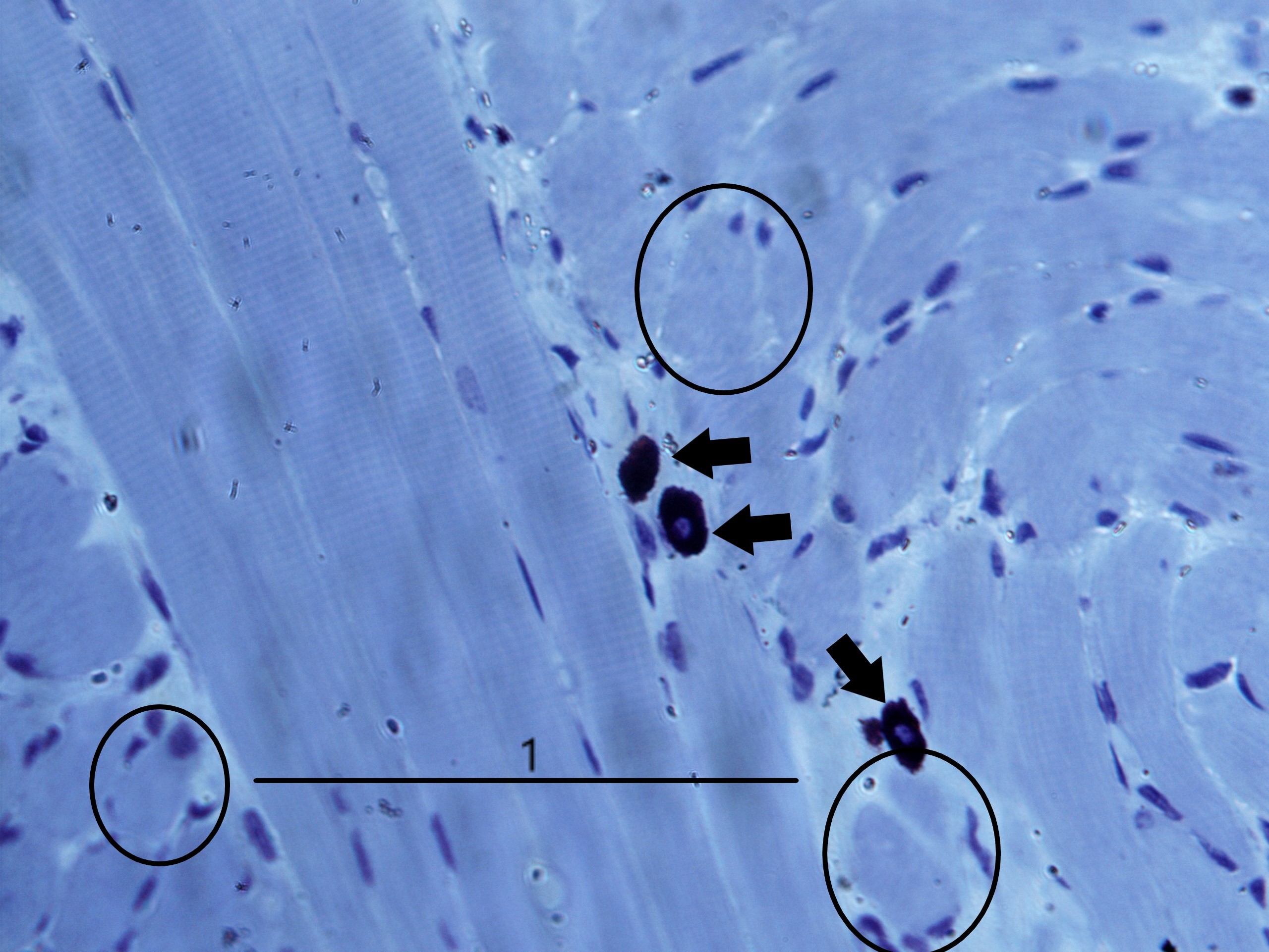 Traquéia cartilagem hialina40xcortado e legendado – Histologia Interativa