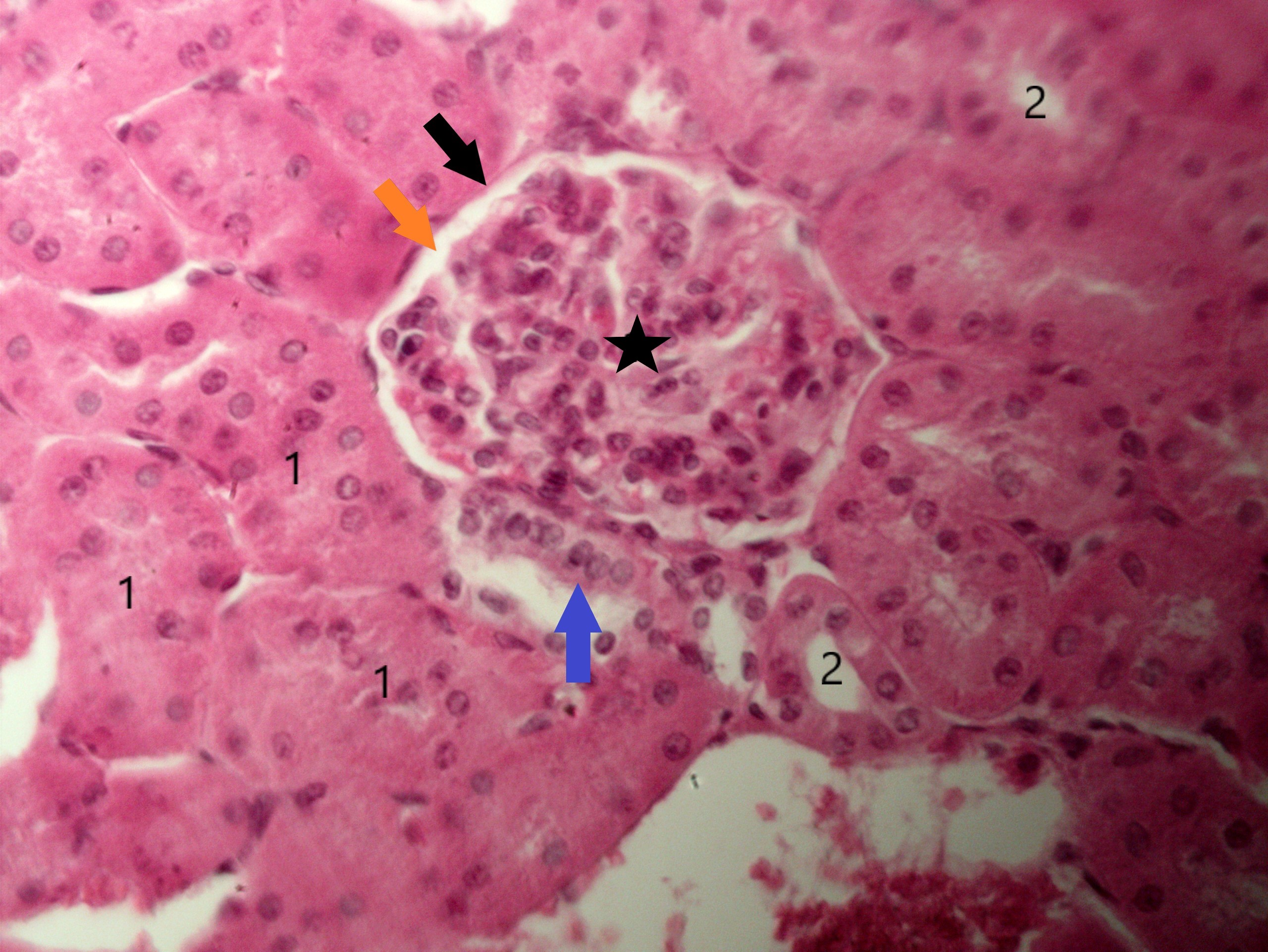 Traquéia cartilagem hialina40xcortado e legendado – Histologia Interativa