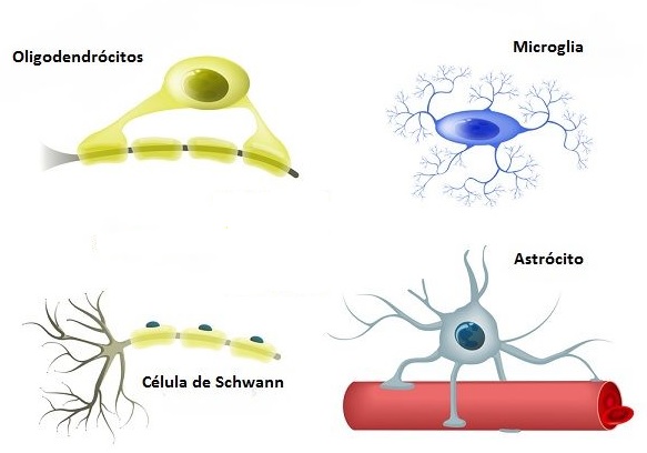Tecido Nervoso Histologia Interativa