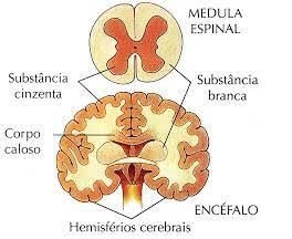 Tecido Nervoso Histologia Interativa