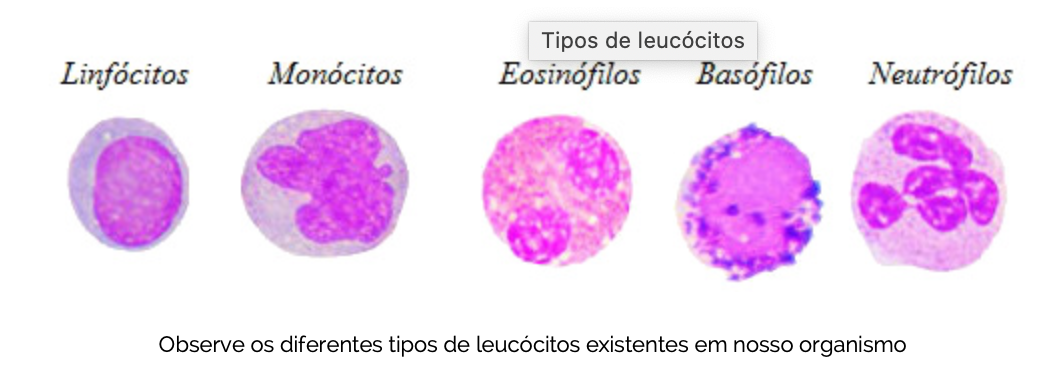 Tecido Conjuntivo Histologia Interativa