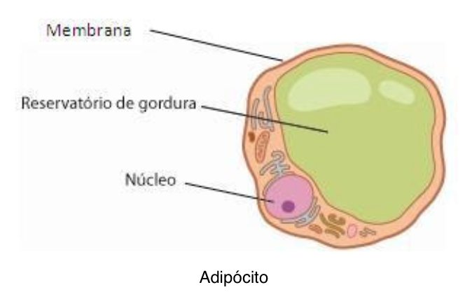 Tecido Adiposo Histologia Interativa Tecido Adiposo Histologia Interativa