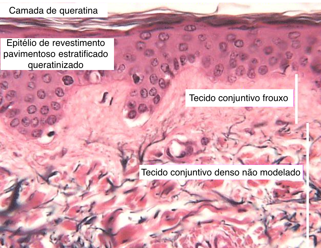 Tecido Conjuntivo Histologia Interativa