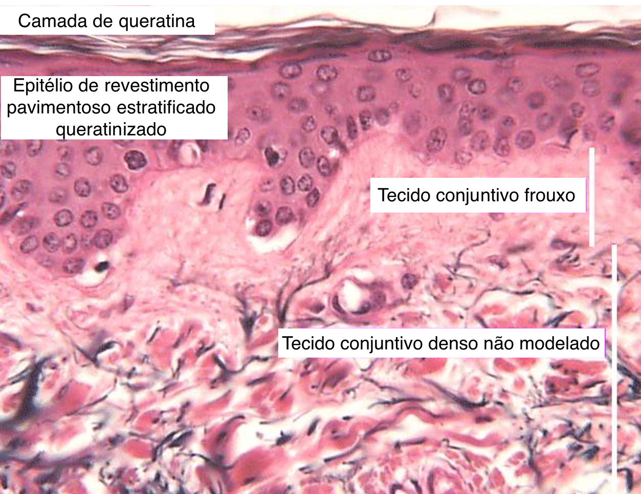 Traquéia cartilagem hialina40xcortado e legendado – Histologia Interativa