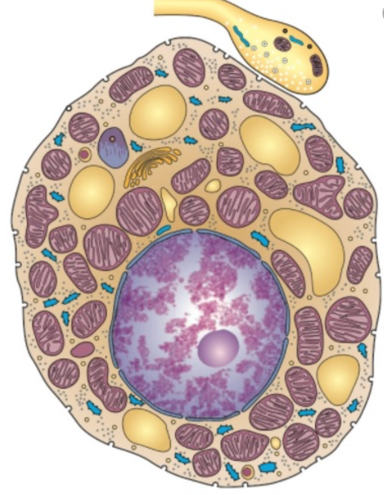 Tecido Adiposo Histologia Interativa Tecido Adiposo Histologia Interativa