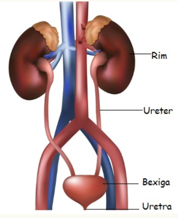 Sistema Urinário – Histologia Interativa