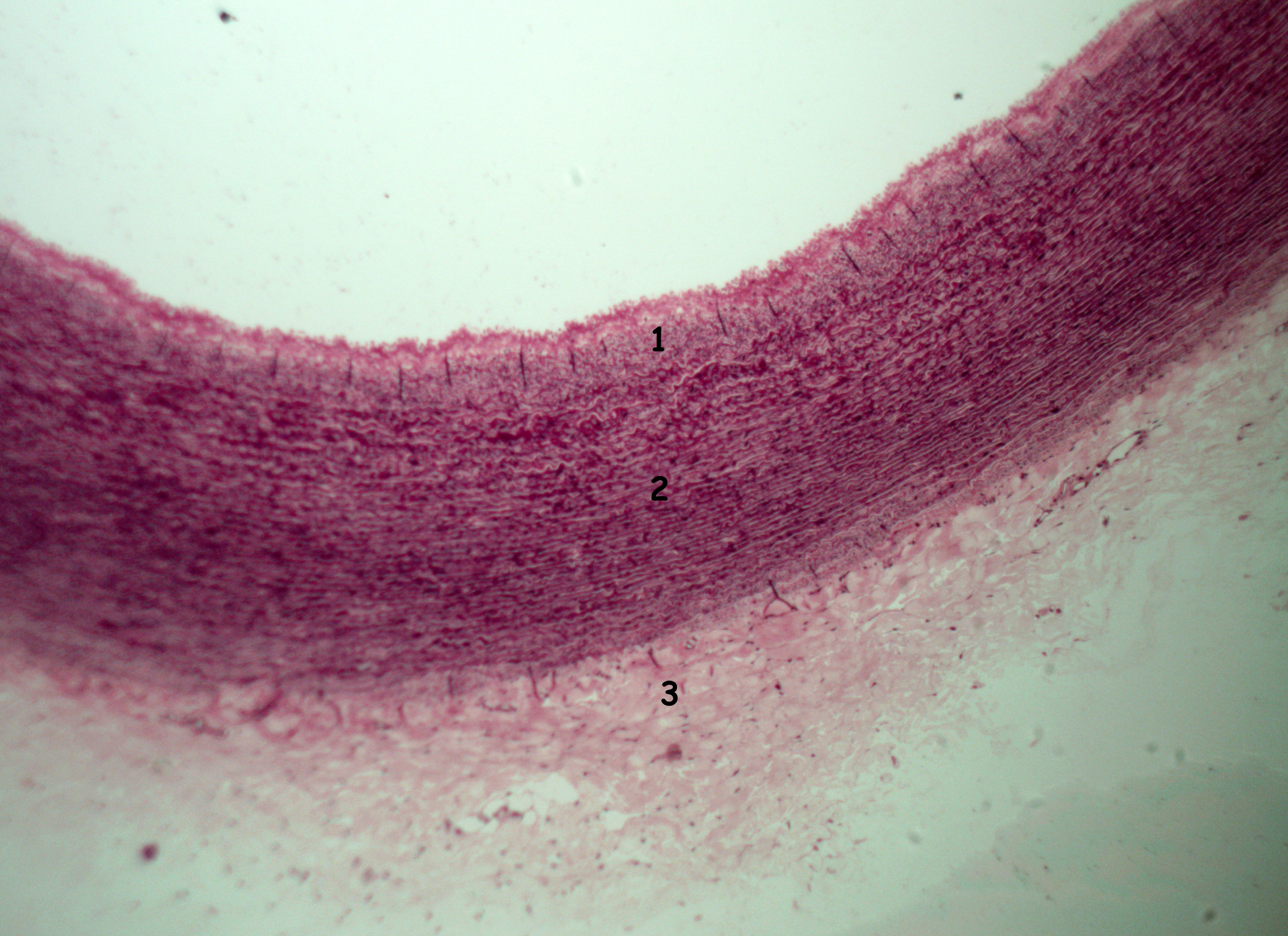 Traquéia cartilagem hialina40xcortado e legendado – Histologia Interativa