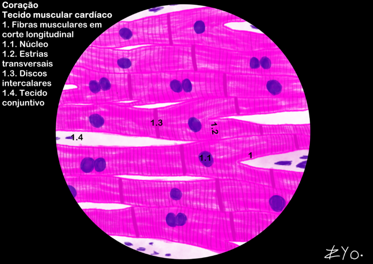coração – tecido muscular estriado cardíaco – Histologia Interativa