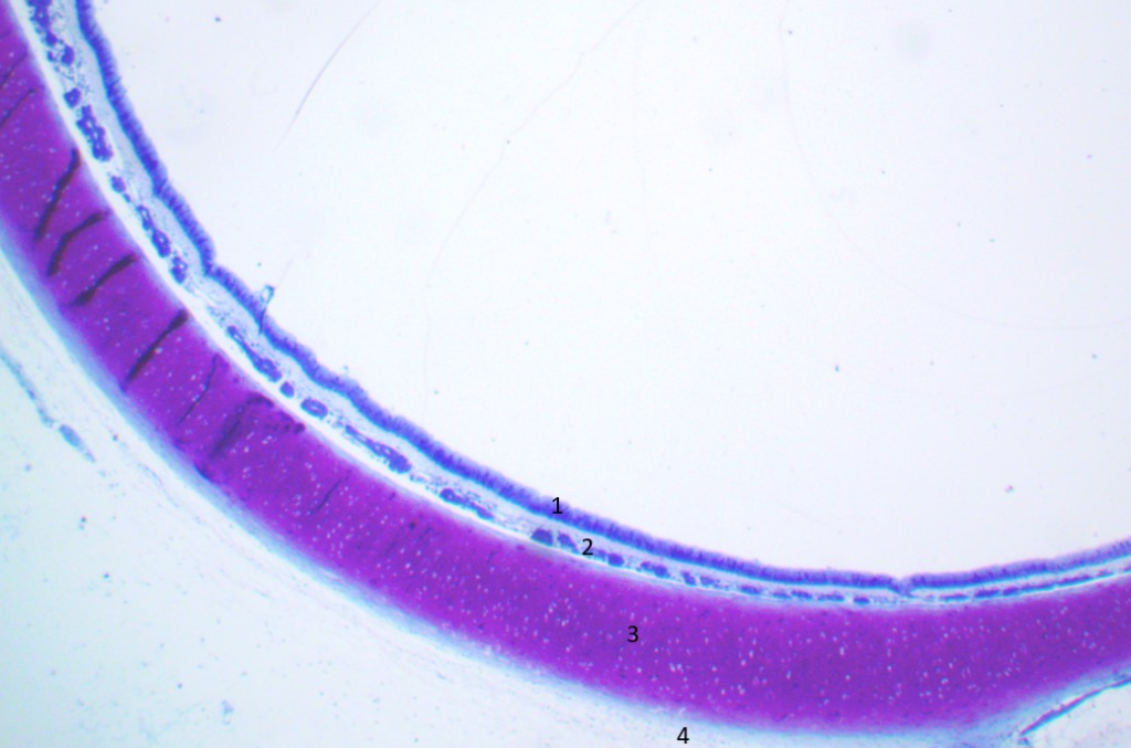 Traquéia cartilagem hialina40xcortado e legendado – Histologia Interativa