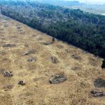 Pesquisador explica em entrevista como ocorre o desmatamento na Amazônia, as chances de recuperação e os principais impactos ambientais da degradação da floresta