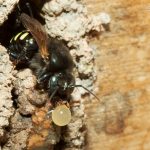 Grupo de pesquisa da UNIFAL-MG mapeia genoma de abelhas nativas sem ferrão; estudo, que integra pesquisa internacional, aponta variação da capacidade reprodutiva da espécie