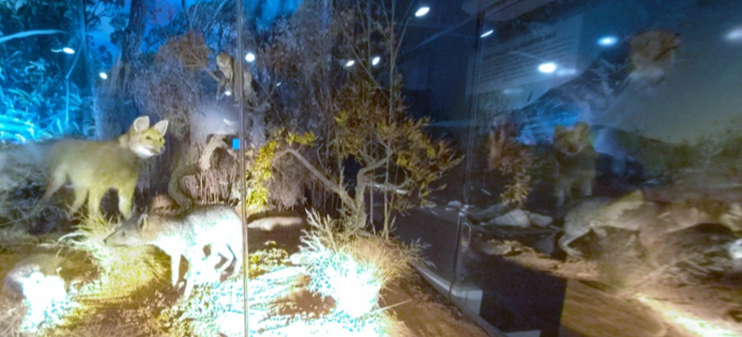 Exposição Permanente Ciências Naturais
