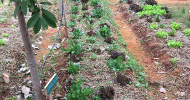 Projeto da UNIFAL-MG integra comunidade acadêmica e externa com atividades de cultivo de hortaliças, plantas medicinais e árvores; "Horta Terapia Comunitária" beneficia cerca de 30 famílias do município de Alfenas