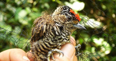 Na data em que se celebra o Dia Internacional da Biodiversidade, conheça o projeto de pesquisa desenvolvido pela UNIFAL-MG que busca compreender os efeitos dos distúrbios provocados pelo homem sobre os serviços ecossistêmicos