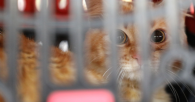 UNIFAL-MG sedia esterilização gratuita de cães e gatos em Alfenas; ação é realizada em parceria com ONG AJUDA, na quadra da Sede da Universidade