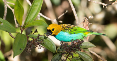 Estudo da UNIFAL-MG revela impactos dos incêndios florestais na diversidade funcional das aves da Mata Atlântica