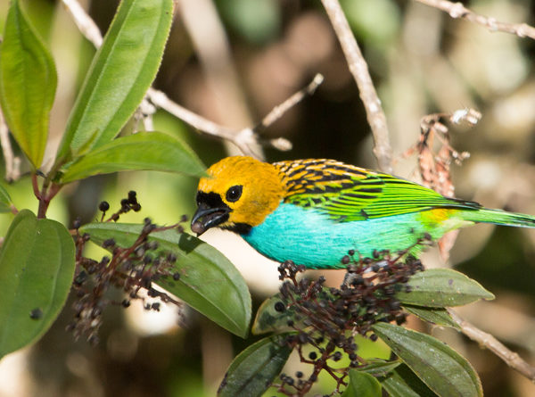 Estudo da UNIFAL-MG revela impactos dos incêndios florestais na diversidade funcional das aves da Mata…