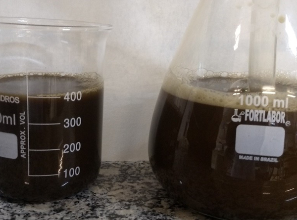 Chá de composto de plantas e de esterco bovino contribui para o crescimento do milho…