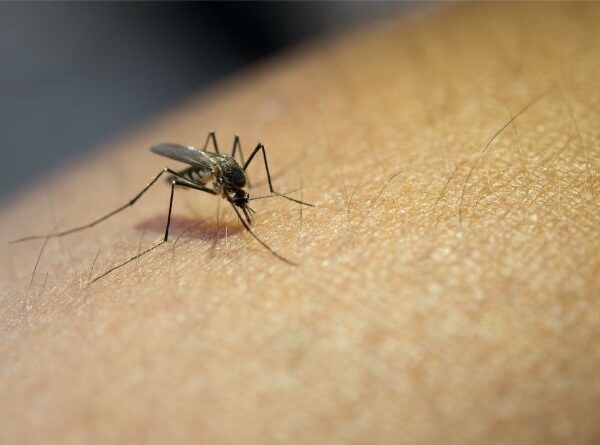 Dengue pode causar sobrecarga nos sistemas de saúde, alerta o professor Luiz Felipe Leomil Coelho, em entrevista para o Jornal da UNIFAL-MGBrasil ultrapassa os 700 mil casos e 135 mortes…