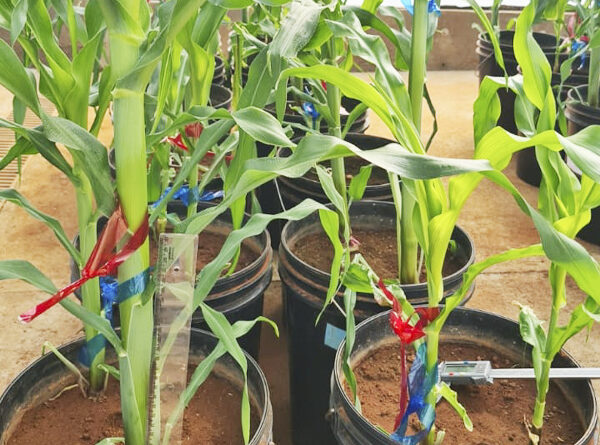 Pesquisa da UNIFAL-MG revela inovações no cultivo e na resiliência do milho a partir da…